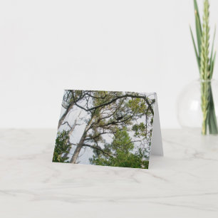Lolly Pine Trees OBX Note Kaart