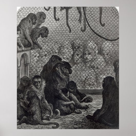 Londense apen poster (Voorkant)