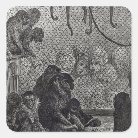 Londense apen vierkante sticker (Voorkant)