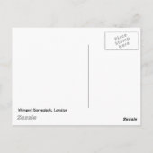 Londense spinbok briefkaart (Achterkant)