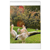 London Pelicans of St James's Park Kalender (Hoes)