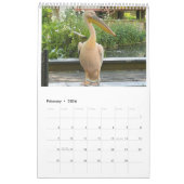 London Pelicans of St James's Park Kalender (Feb 2026)