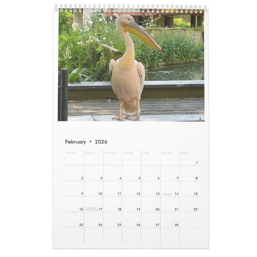 London Pelicans of St James's Park Kalender (Feb 2026)