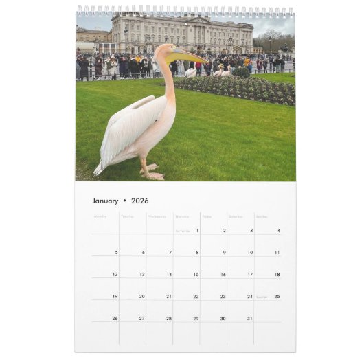 London Pelicans of St James's Park Kalender (Jan 2026)