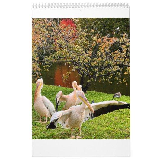 London Pelikanen van St James's Park Kalender (Hoes)