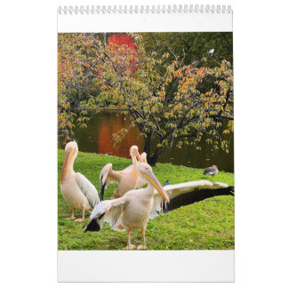 London Pelikanen van St James's Park Kalender