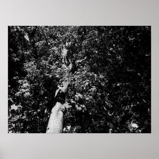 London Plane Tree - B&W Poster (Voorkant)
