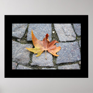 London Plane Tree Leaf Poster