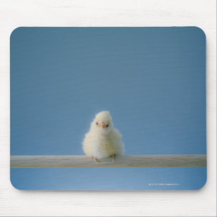 Lone Baby Pet Chicken Sitting on a Perch Muismat