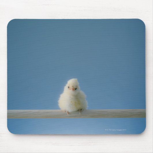 Lone Baby Pet Chicken Sitting on a Perch Muismat (Voorkant)