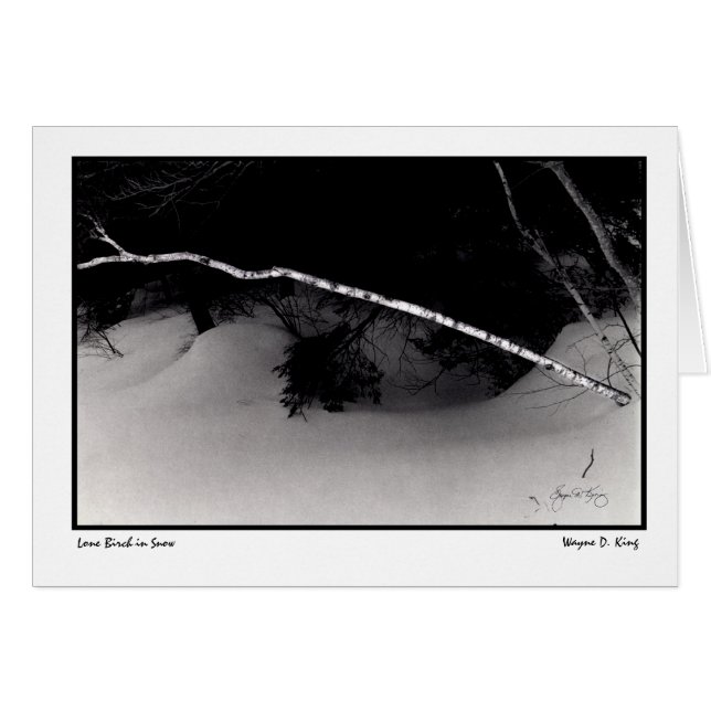 Lone Birch in Snow (Voorkant Horizontaal)