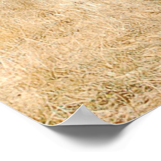 Lone Buffalo Poster (Hoek)