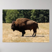 Lone Buffalo Poster (Voorkant)