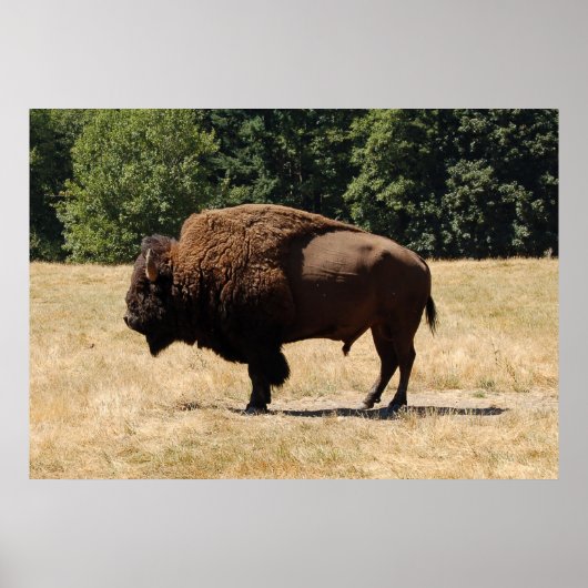 Lone Buffalo Poster (Voorkant)