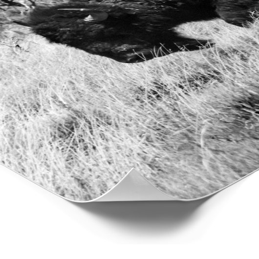 Lone Buffalo Poster (Hoek)