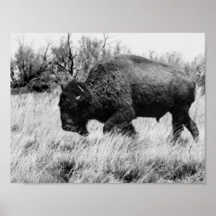 Lone Buffalo Poster