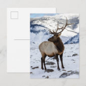 Lone Bull Elk in Snow | Nationaal Park Yellowstone Briefkaart (Voorkant / Achterkant)
