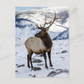 Lone Bull Elk in Snow | Nationaal Park Yellowstone Briefkaart (Voorkant)