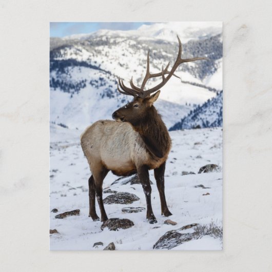 Lone Bull Elk in Snow | Nationaal Park Yellowstone Briefkaart (Voorkant)