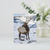 Lone Bull Elk in Snow | Nationaal Park Yellowstone Briefkaart (Staand voorkant)