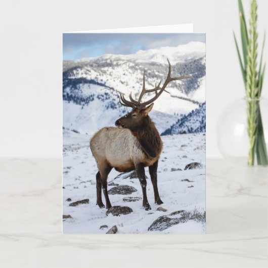 Lone Bull Elk in Snow | Nationaal Park Yellowstone Kaart (Voorkant)