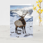 Lone Bull Elk in Snow | Nationaal Park Yellowstone Kaart (Gele Bloem)