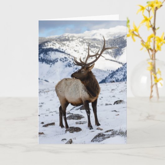 Lone Bull Elk in Snow | Nationaal Park Yellowstone Kaart (Gele Bloem)
