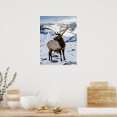 Lone Bull Elk in Snow | Nationaal Park Yellowstone Poster (Keuken)
