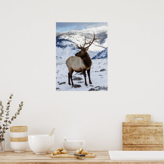 Lone Bull Elk in Snow | Nationaal Park Yellowstone Poster (Keuken)
