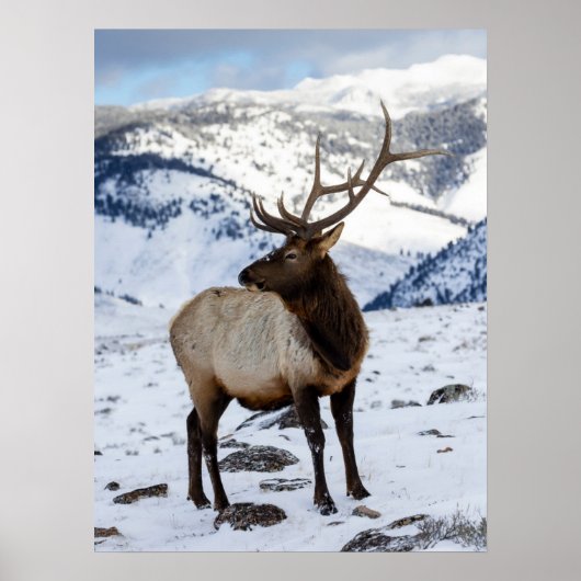 Lone Bull Elk in Snow | Nationaal Park Yellowstone Poster (Voorkant)
