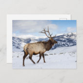 Lone Bull Elk | Nationaal Park Yellowstone Briefkaart (Voorkant / Achterkant)