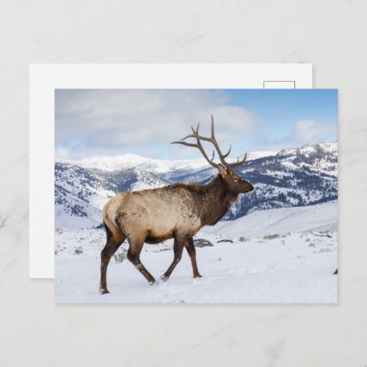 Lone Bull Elk | Nationaal Park Yellowstone Briefkaart (Voorkant / Achterkant)
