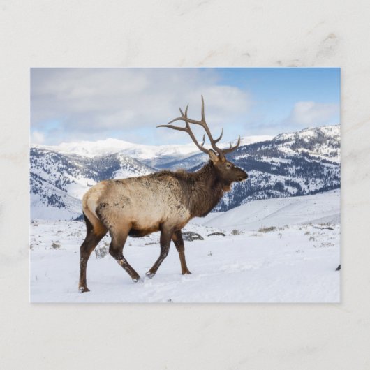 Lone Bull Elk | Nationaal Park Yellowstone Briefkaart (Voorkant)