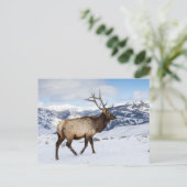 Lone Bull Elk | Nationaal Park Yellowstone Briefkaart (Staand voorkant)