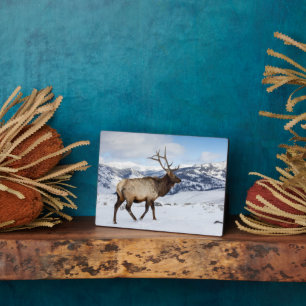 Lone Bull Elk   Nationaal Park Yellowstone Fotoplaat