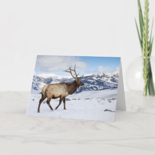Lone Bull Elk   Nationaal Park Yellowstone Kaart