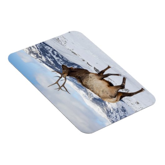 Lone Bull Elk | Nationaal Park Yellowstone Magneet (Rechterzijde)