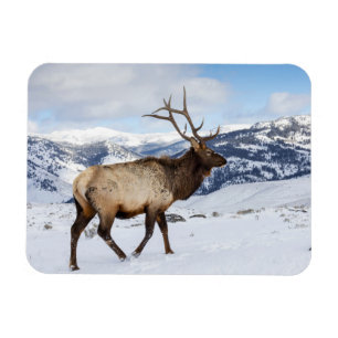 Lone Bull Elk   Nationaal Park Yellowstone Magneet