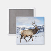 Lone Bull Elk | Nationaal Park Yellowstone Magneet (Voorkant / Achterkant)