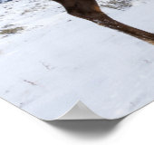 Lone Bull Elk | Nationaal Park Yellowstone Poster (Hoek)