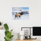 Lone Bull Elk | Nationaal Park Yellowstone Poster (Thuiskantoor)