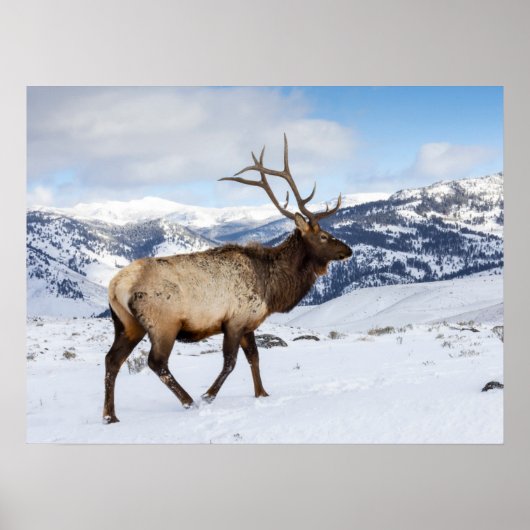 Lone Bull Elk | Nationaal Park Yellowstone Poster (Voorkant)