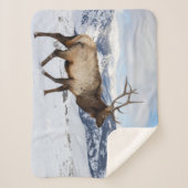 Lone Bull Elk | Nationaal Park Yellowstone Sherpa Deken (Voorkant)