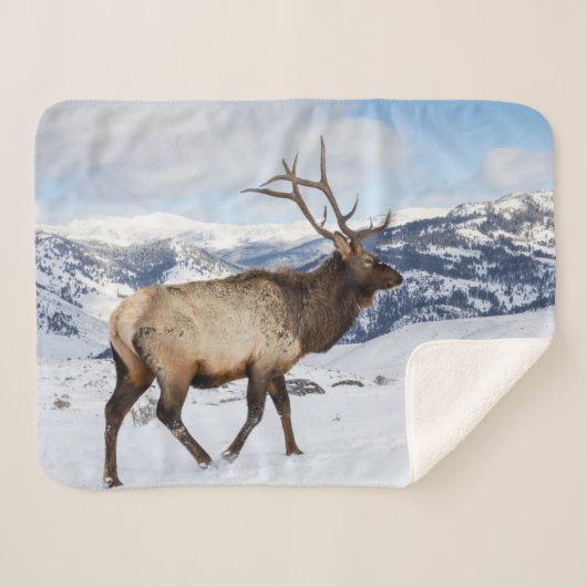 Lone Bull Elk | Nationaal Park Yellowstone Sherpa Deken (Voorkant (horizontaal))