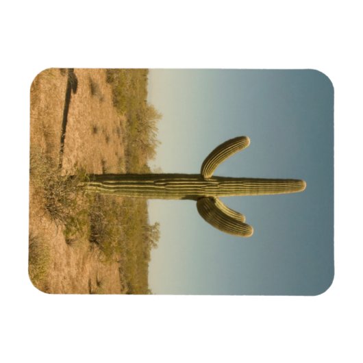 Lone Cactus Magneet (Horizontaal)