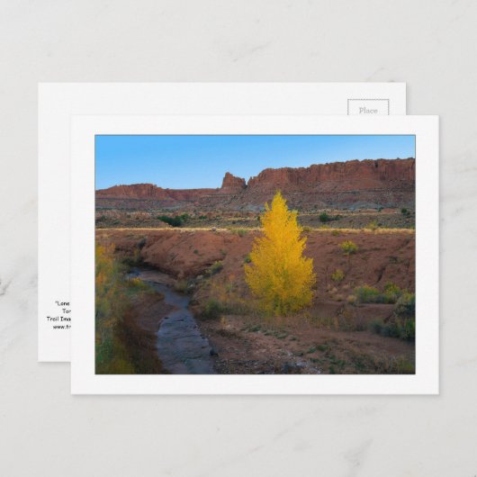 "Lone Cottonwood" Briefkaart (Voorkant / Achterkant)