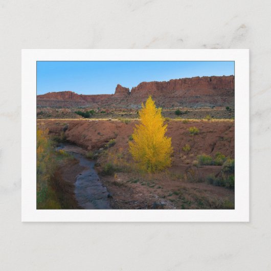 "Lone Cottonwood" Briefkaart (Voorkant)