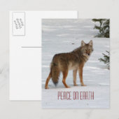 Lone Coyote in Snow Briefkaart (Voorkant / Achterkant)