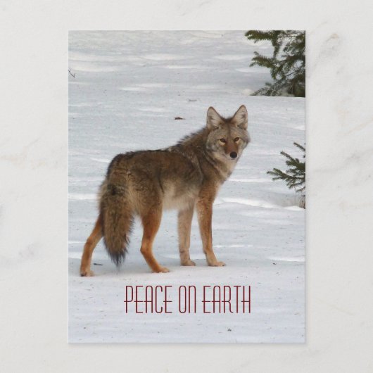 Lone Coyote in Snow Briefkaart (Voorkant)
