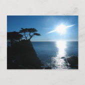 Lone Cypress Briefkaart (Voorkant)